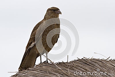 Chimango Caracara sitting on a straw roof Stock Photo