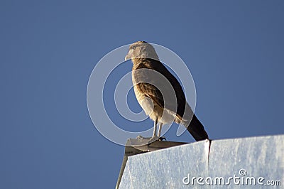 CHIMANGO CARCARA WATCHING ON A ROOF Stock Photo