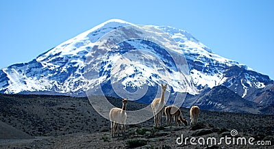 Chimborazo volcano Stock Photo