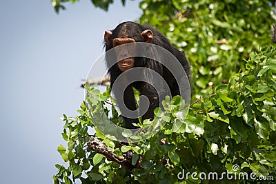 Chimp Stock Photo