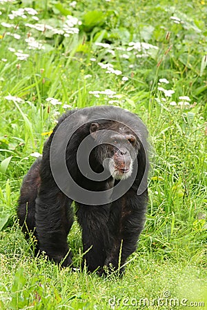 Chimp Stock Photo