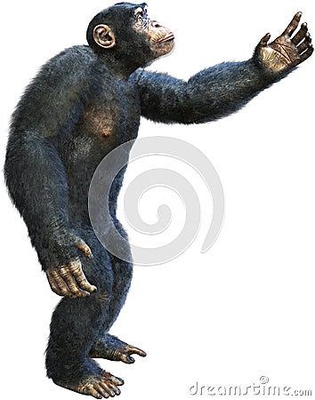 Chimp, Chimpanzee, Primate, Ape, Isolated, Reaching Stock Photo