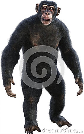 Chimp, Chimpanzee, Ape, Primate, Isolated Stock Photo