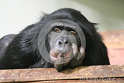 Chimp Common chimpanzee Pan troglodytes ape Stock Photo