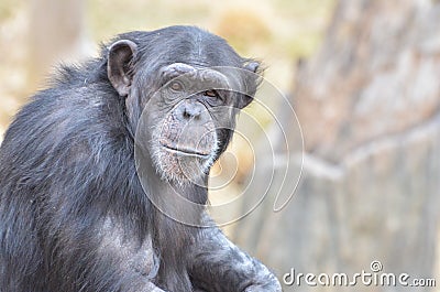 Chimp girl 2 Stock Photo