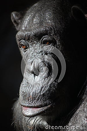 Chimp in the great ape family, not a gorilla Stock Photo