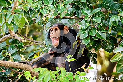 Chimp having a good laugh Stock Photo