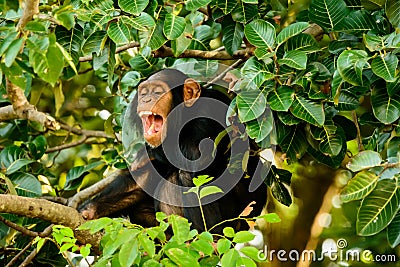 Chimp having a good laugh Stock Photo