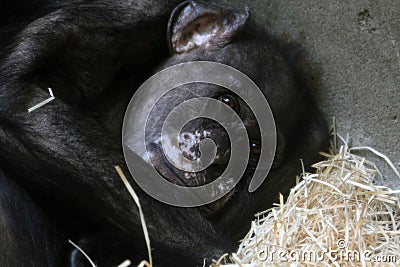 chimp monkey face Stock Photo