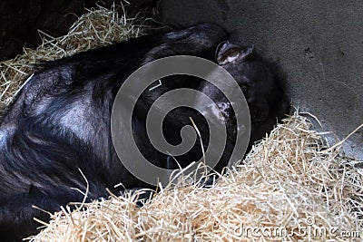 chimp monkey sleeping Stock Photo