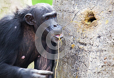 Chimp using tools Stock Photo