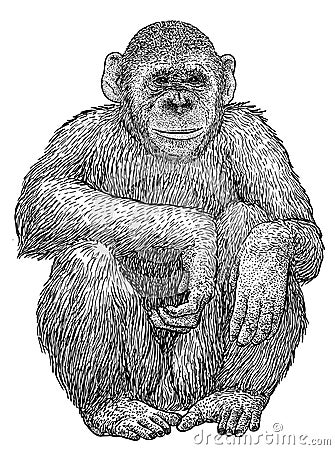 Chimpanze illustration, drawing, engraving, ink, line art, vector Vector Illustration