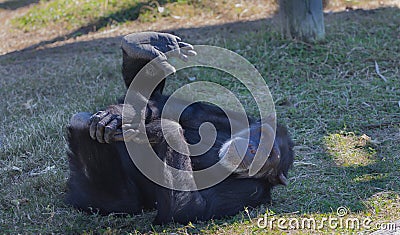 Chimpanze laying on back playing with foot Stock Photo