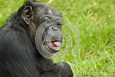 Chimpanzee Stock Photo