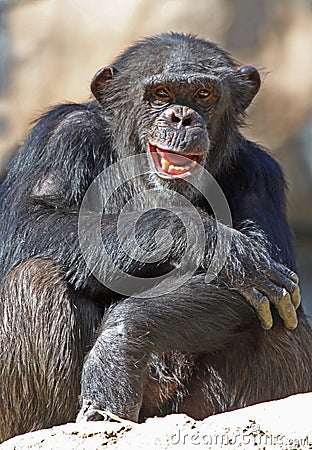 Chimpanzee Stock Photo