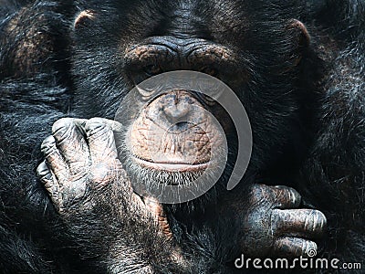 Chimpanzee Stock Photo