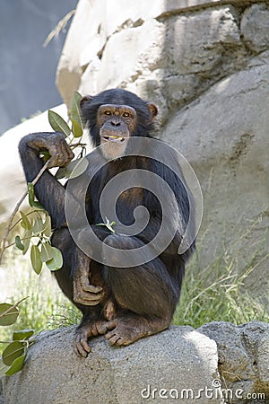 Chimpanzee 15 Stock Photo