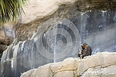 Chimpanzee Stock Photo