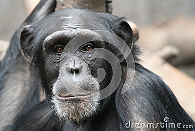 Chimpanzee Stock Photo