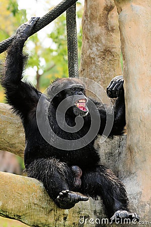 Chimpanzee Stock Photo