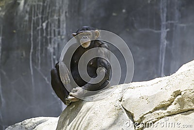 Chimpanzee Stock Photo