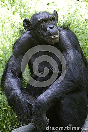 Chimpanzee Stock Photo