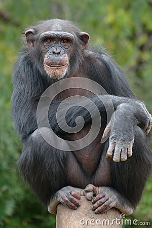 Chimpanzee Stock Photo