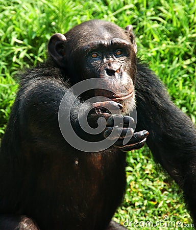 The chimpanzee Stock Photo