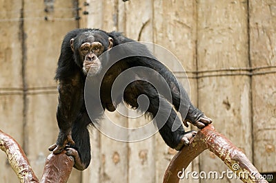 Chimpanzee Stock Photo