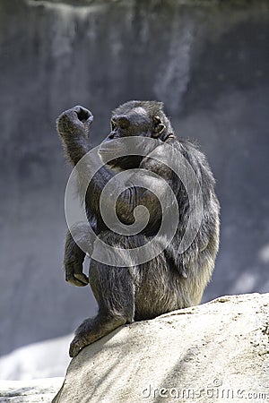 Chimpanzee 8 Stock Photo