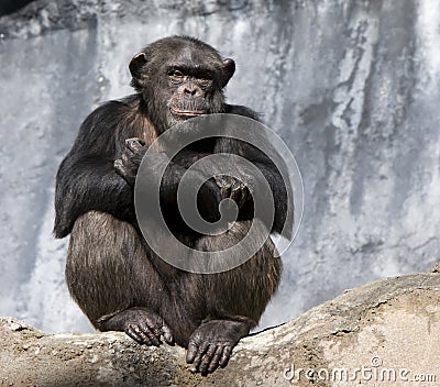 Chimpanzee Stock Photo