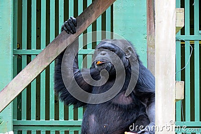 Chimpanzee - African monkey Stock Photo