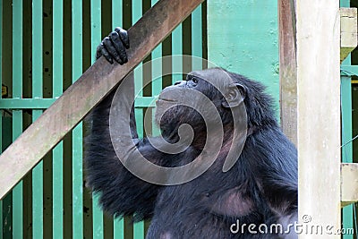 Chimpanzee - African monkey Stock Photo