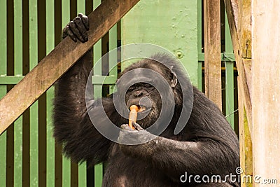 Chimpanzee - African monkey Stock Photo