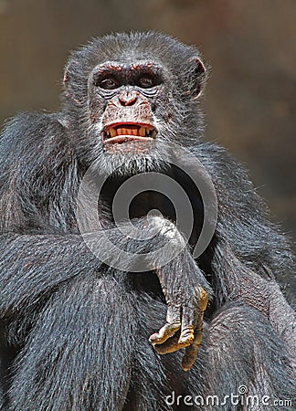 Chimpanzee Stock Photo