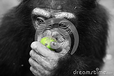 Chimpanzee with an apple Stock Photo