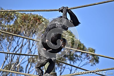 The chimpanzee baby is holding onto its miother Stock Photo