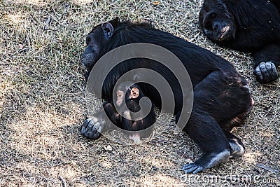Chimpanzee baby with mother sleeps, Africa. Stock Photo
