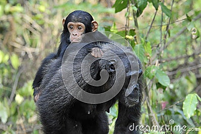 Chimpanzee with baby Stock Photo