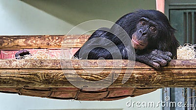 chimpanzee from the berlin zoo, lying down he observes the surroundings Stock Photo