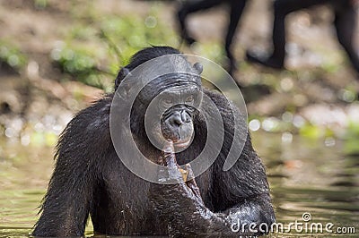 The chimpanzee Bonobo in the water. The bonobo ( Pan paniscus) Stock Photo