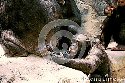 chimpanzee business as usual Stock Photo