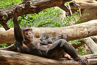 Chimpanzee (chimp) with baby. Stock Photo