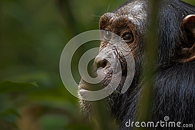 CHimpanzee Stock Photo