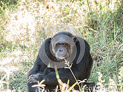 Chimpanzee Stock Photo