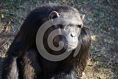 A Chimpanzee in the conservancy Stock Photo