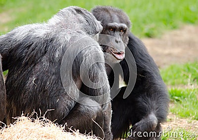 Chimpanzee Conversation Stock Photo