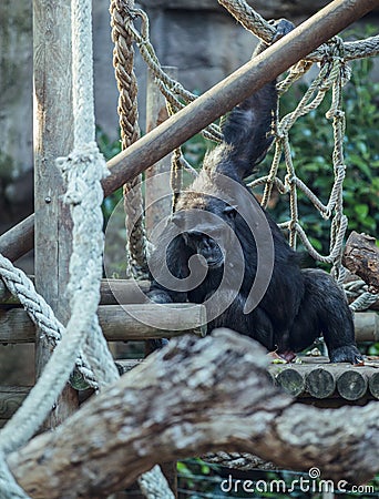 Chimpanzee eating banana sitting on tree. Black adult eating in group Stock Photo