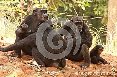 Chimpanzee Family Stock Photo