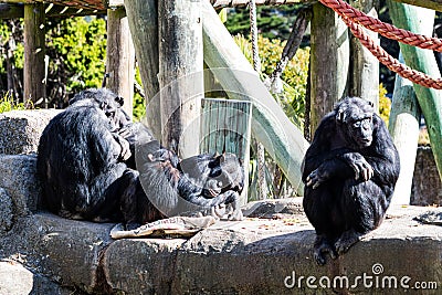 Chimpanzee family spending time together in the sun, community Stock Photo